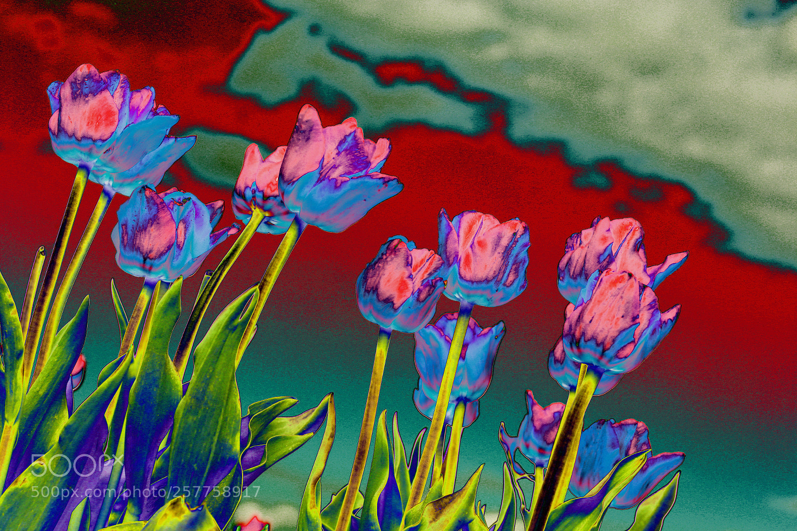 Canon EOS 6D sample photo. Tulips photography
