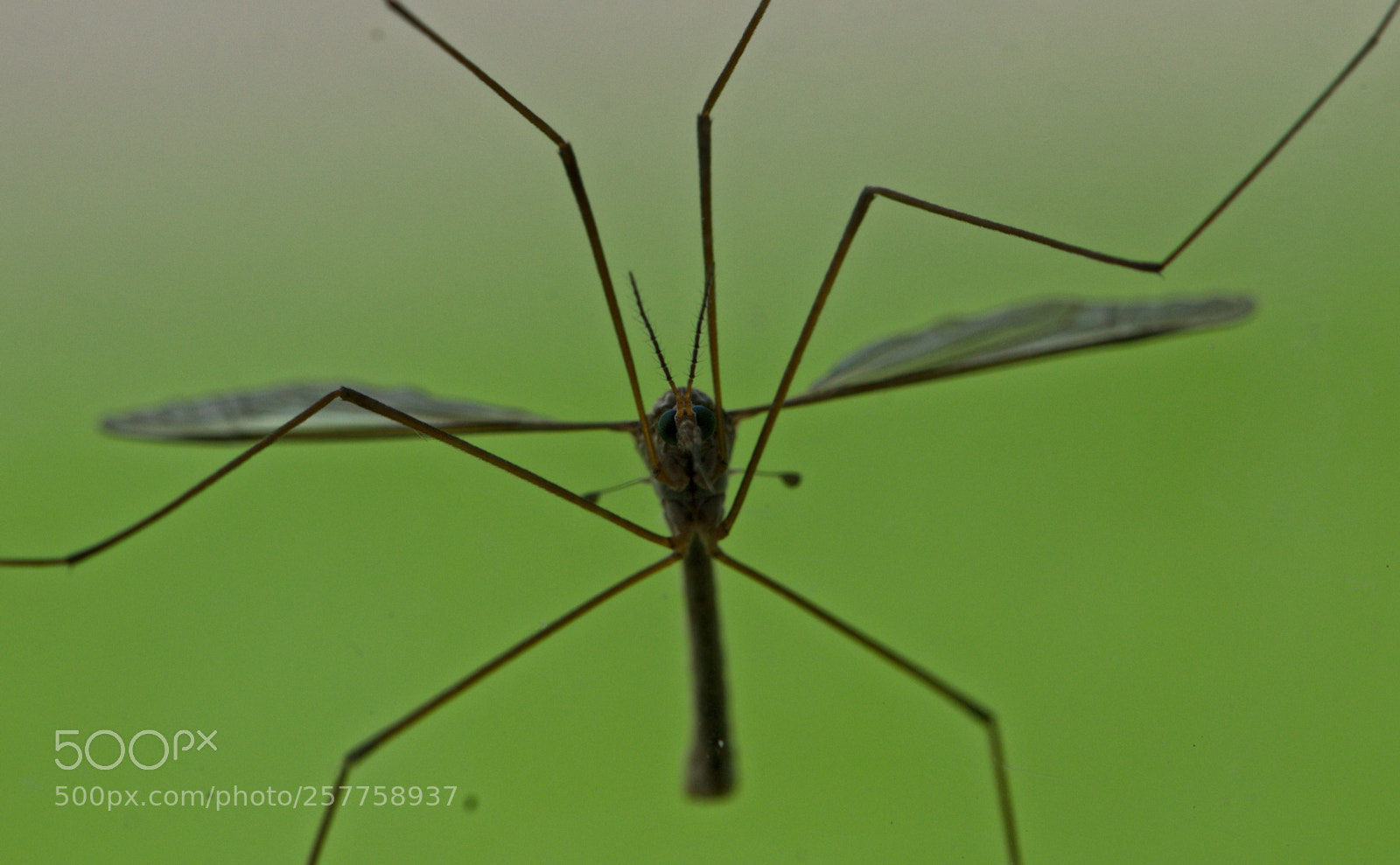 Nikon D5300 sample photo. Crane fly resting photography