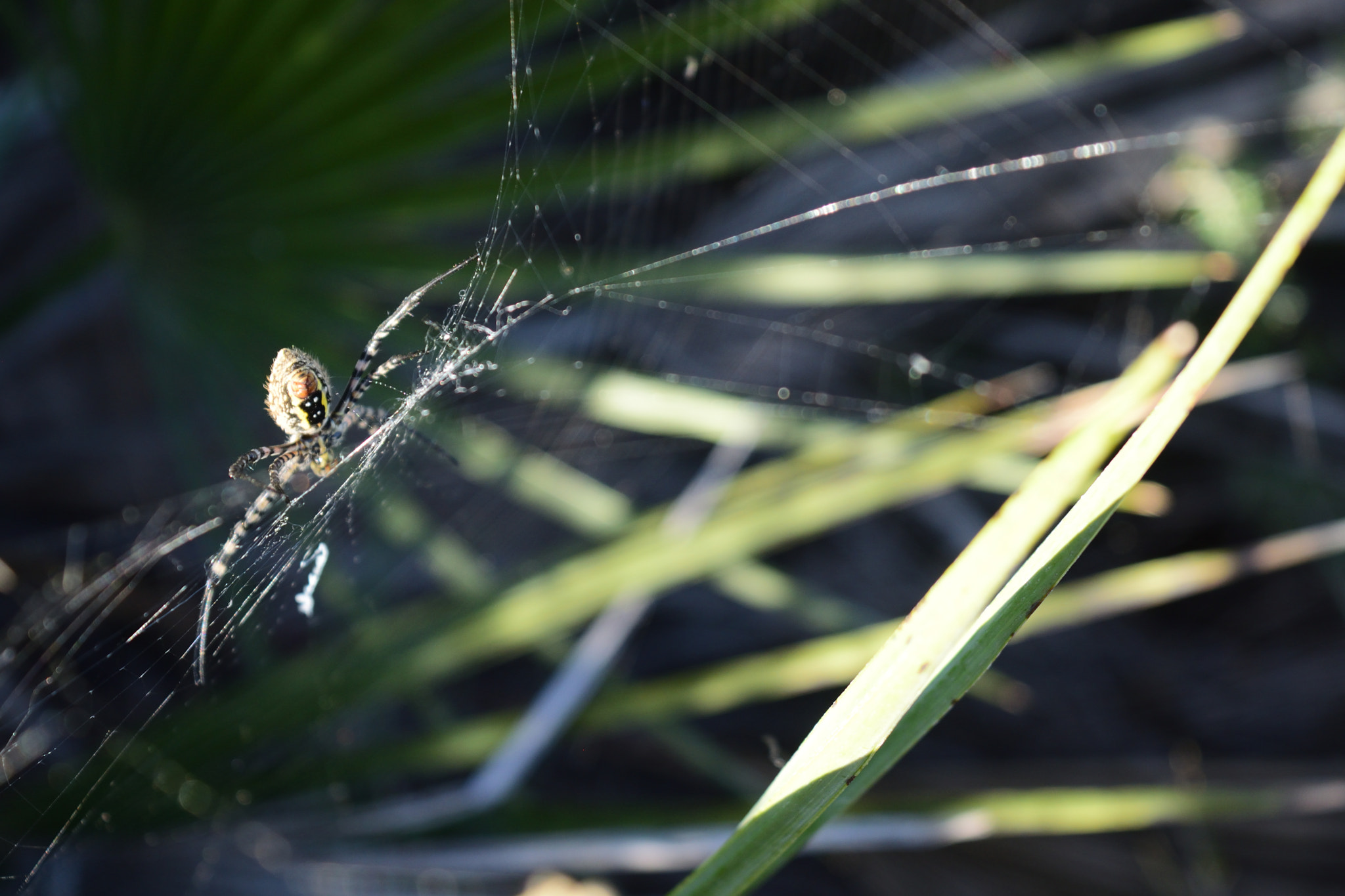 Nikon D5300 sample photo. Araña tigre (argiope bruennichi) photography