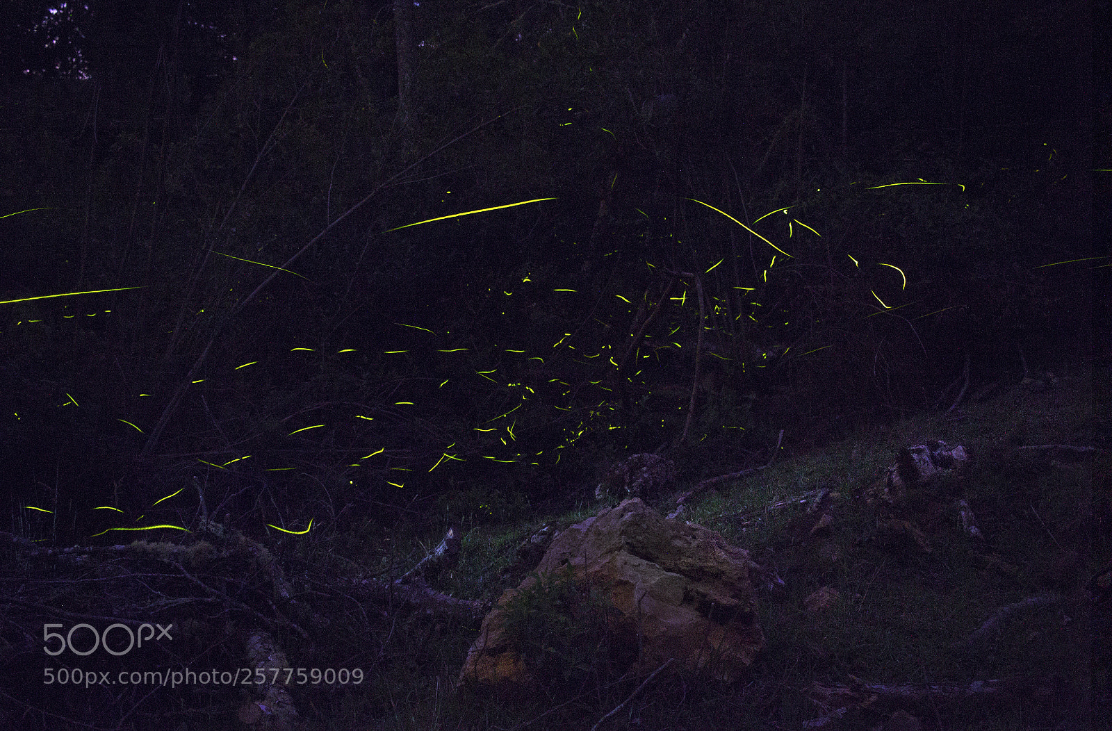Canon EOS 1200D (EOS Rebel T5 / EOS Kiss X70 / EOS Hi) sample photo. Fireflies dancing photography