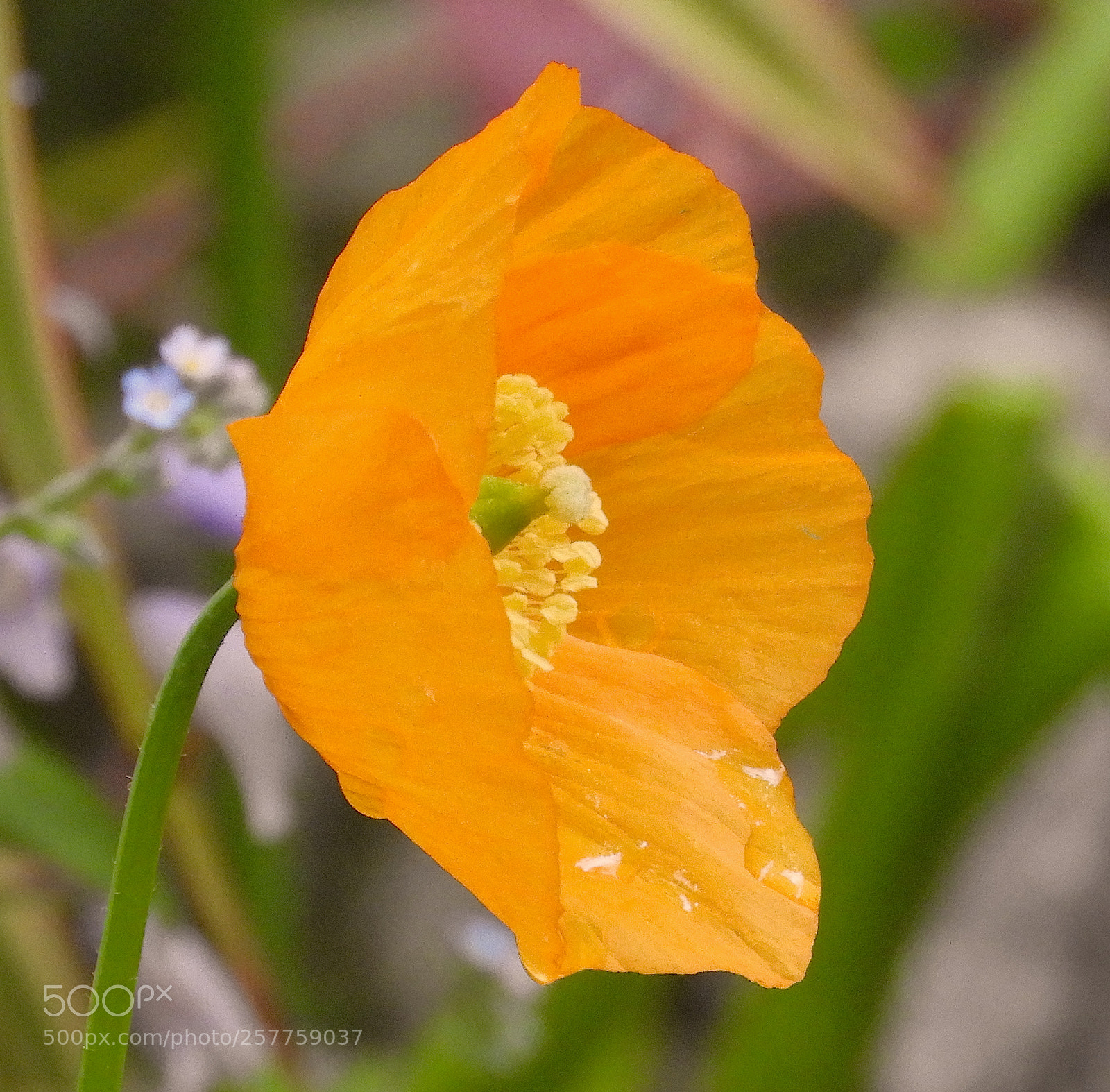 Nikon Coolpix B700 sample photo. Orange poppy photography