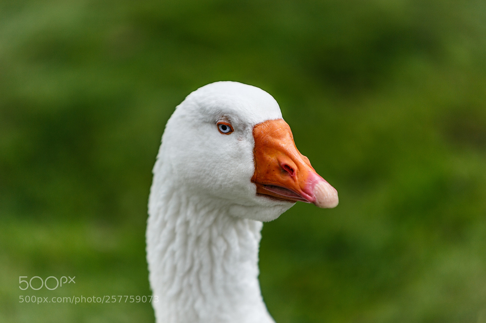 Canon EOS 6D sample photo. Angry bird photography