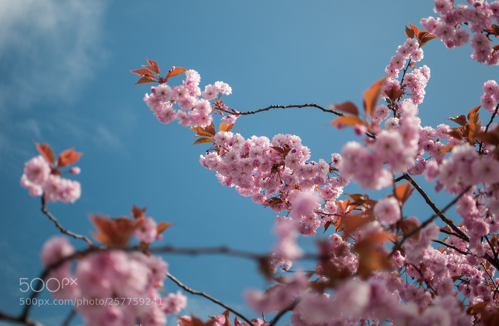 Nikon D300S sample photo. Cherry blossom photography