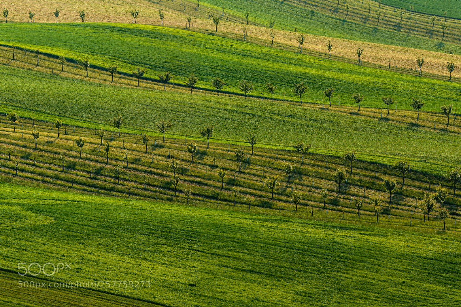 Nikon D7100 sample photo. Lines photography