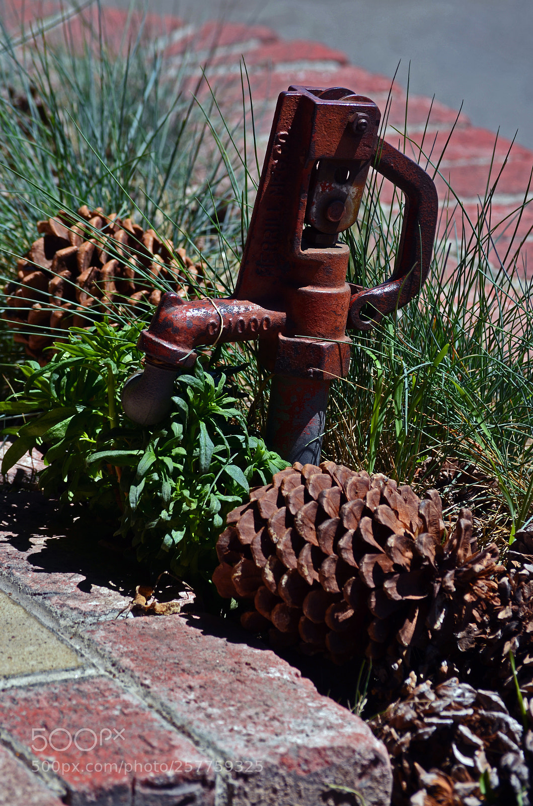 Nikon D5100 sample photo. Pine cones and pump photography