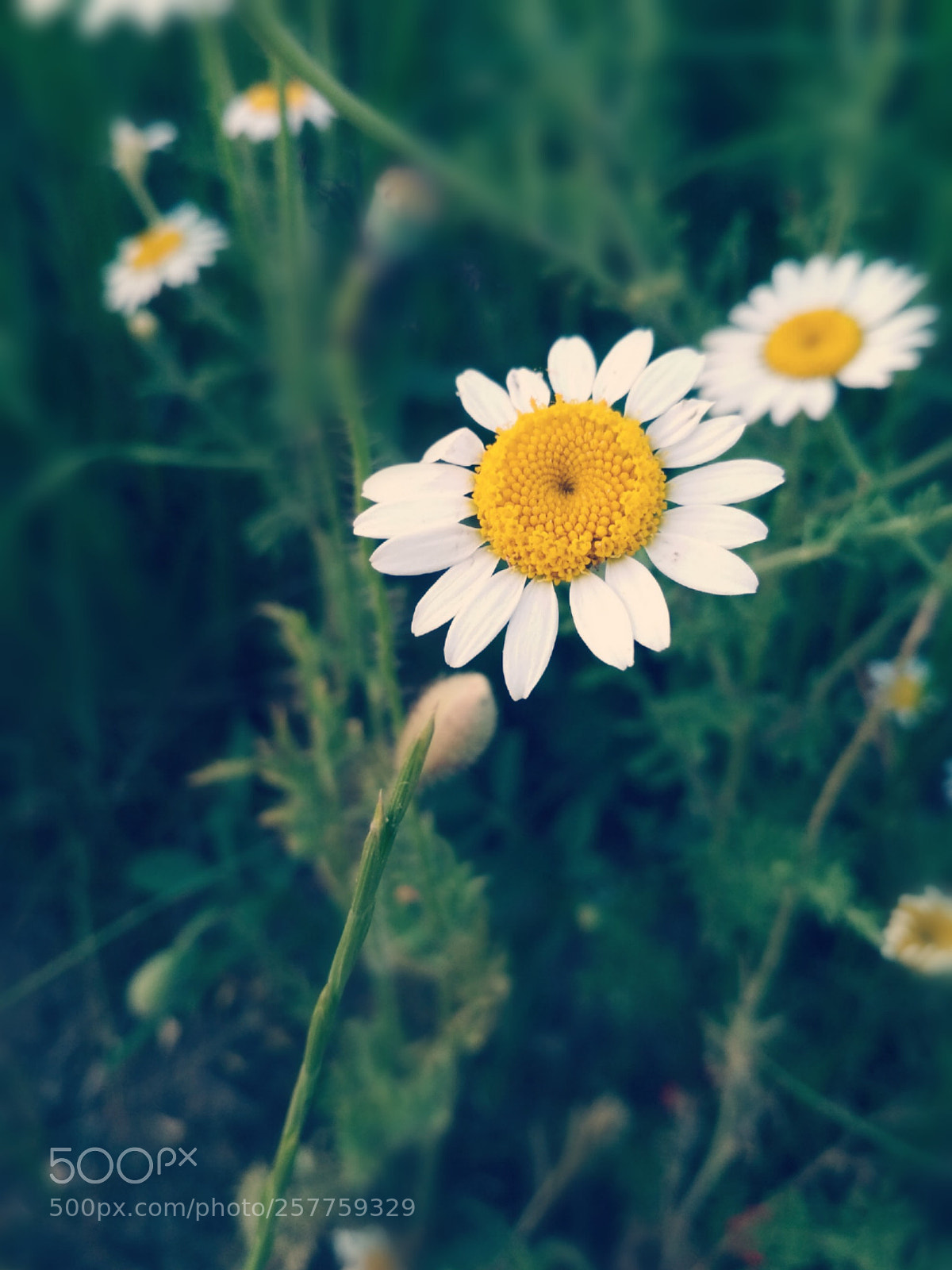 Xiaomi Redmi 4X sample photo. Flower photography