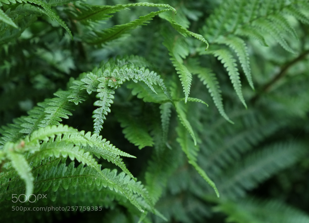 Fujifilm X-E1 sample photo. .. photography