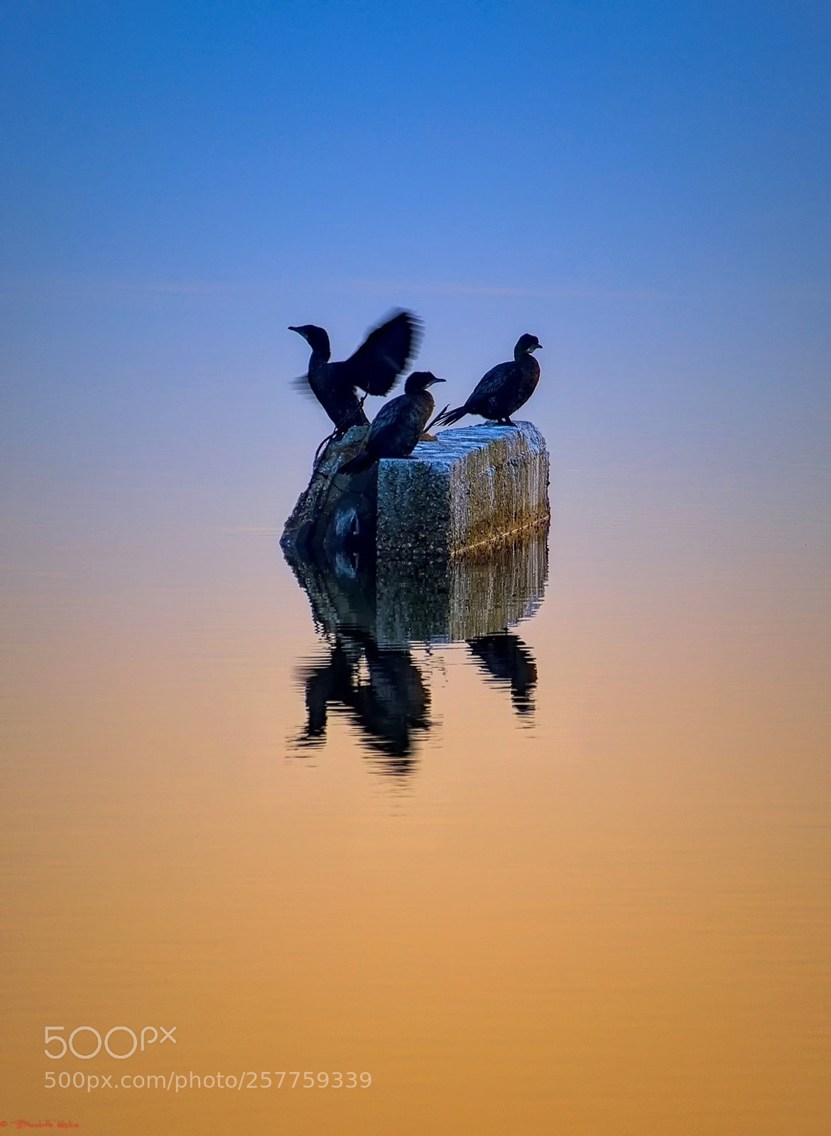 Nikon D5100 sample photo. Oltre l'immagine, cormorani..... photography