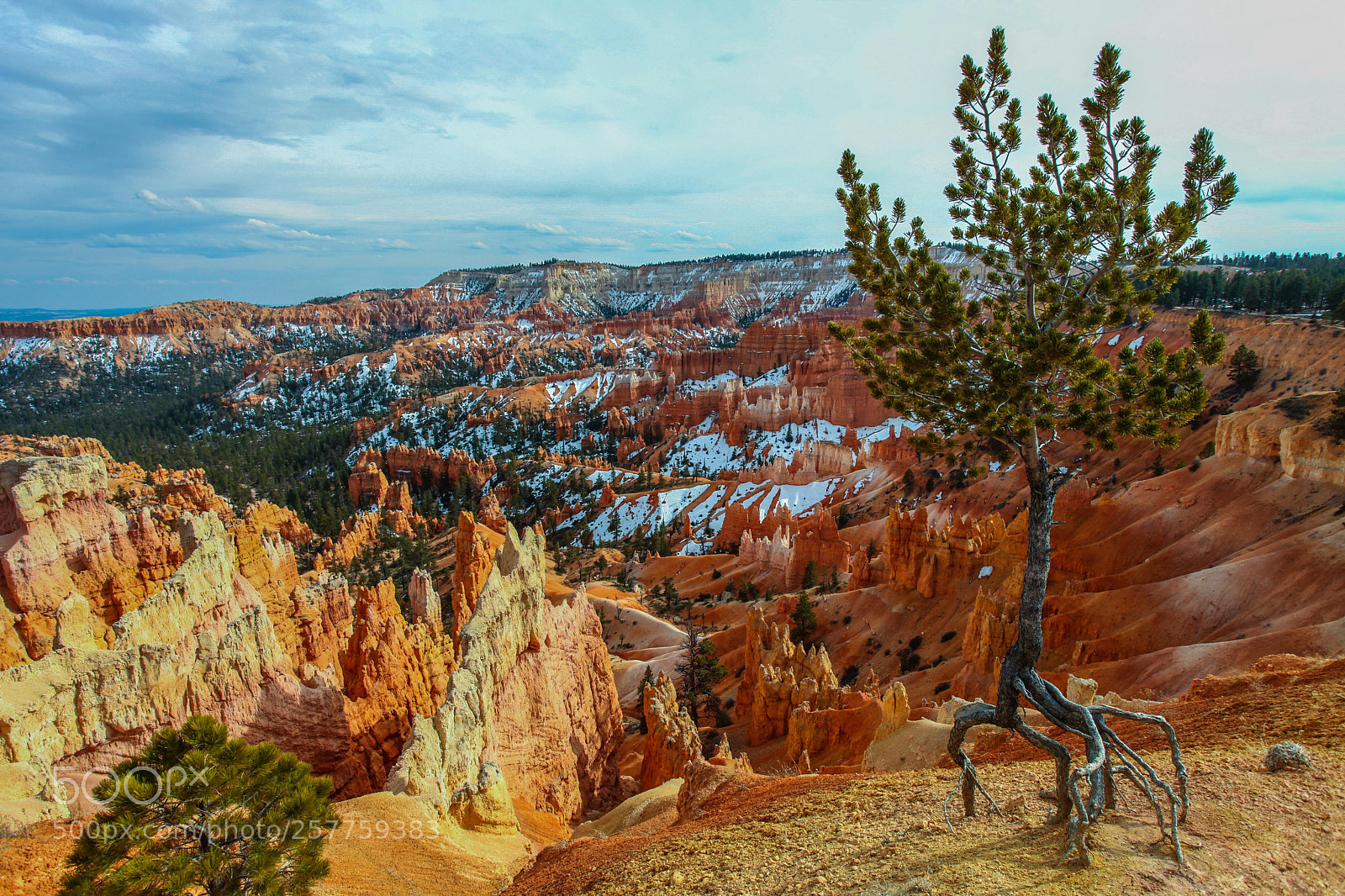 Canon EOS 5D Mark II sample photo. Bryce canyon juniper photography