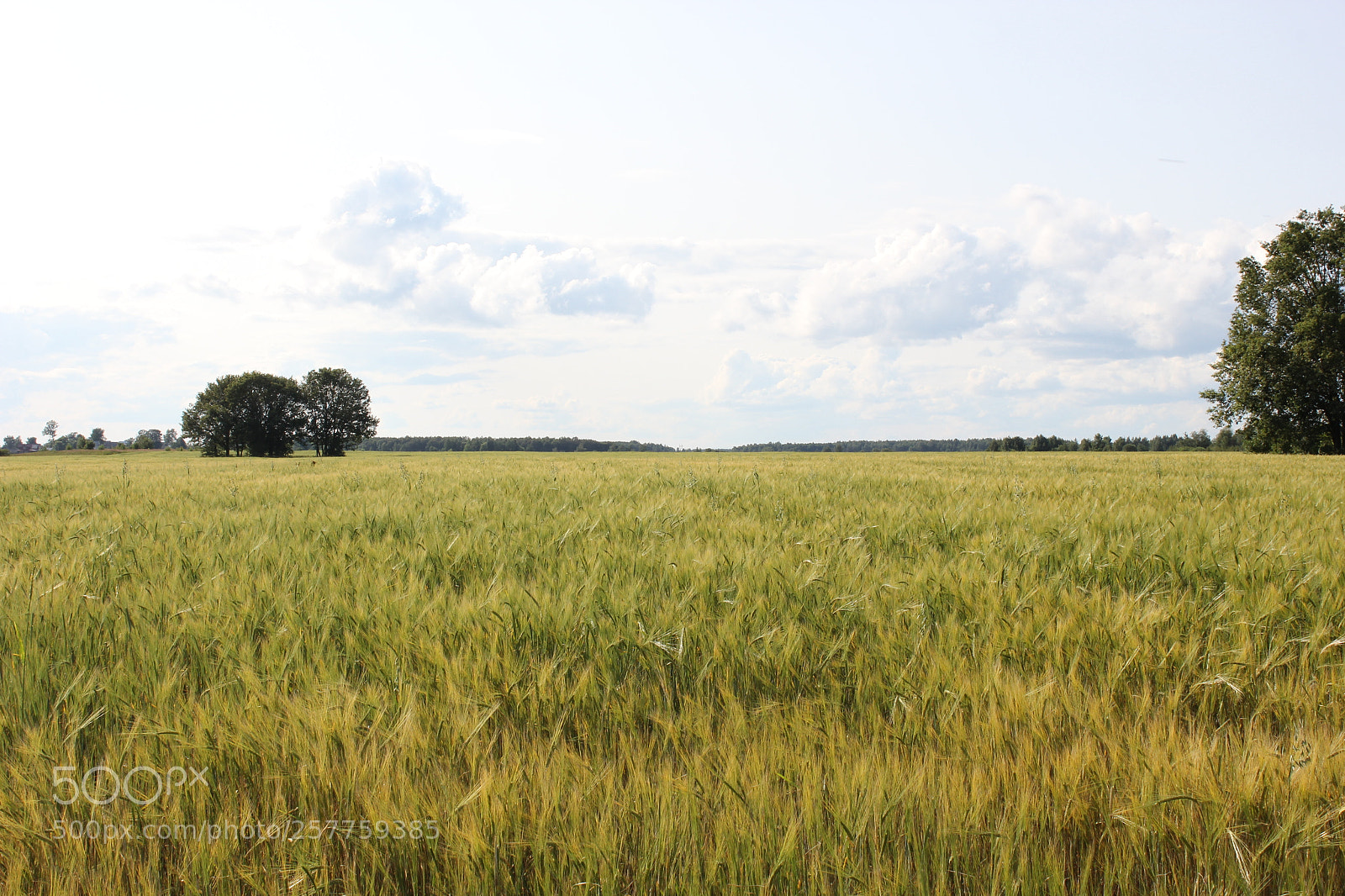 Canon EF-S 18-55mm F3.5-5.6 IS sample photo. Img photography
