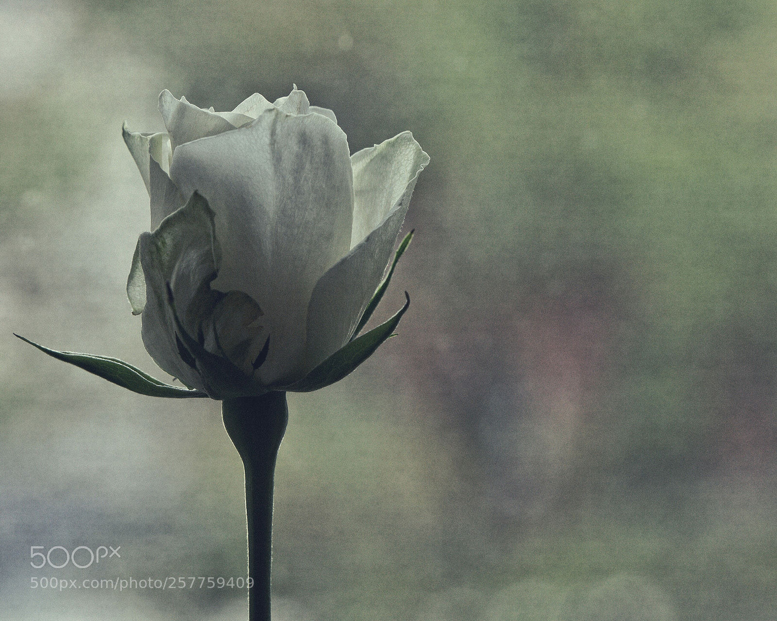 Canon EOS 5D Mark II sample photo. A rose is a photography