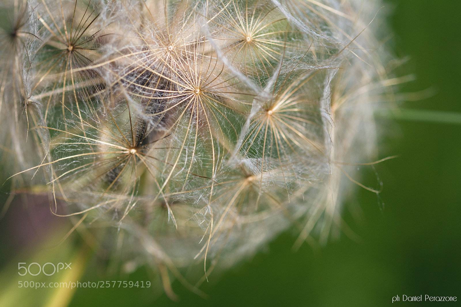 Nikon D7100 sample photo. Silent undergrowth | 5 photography