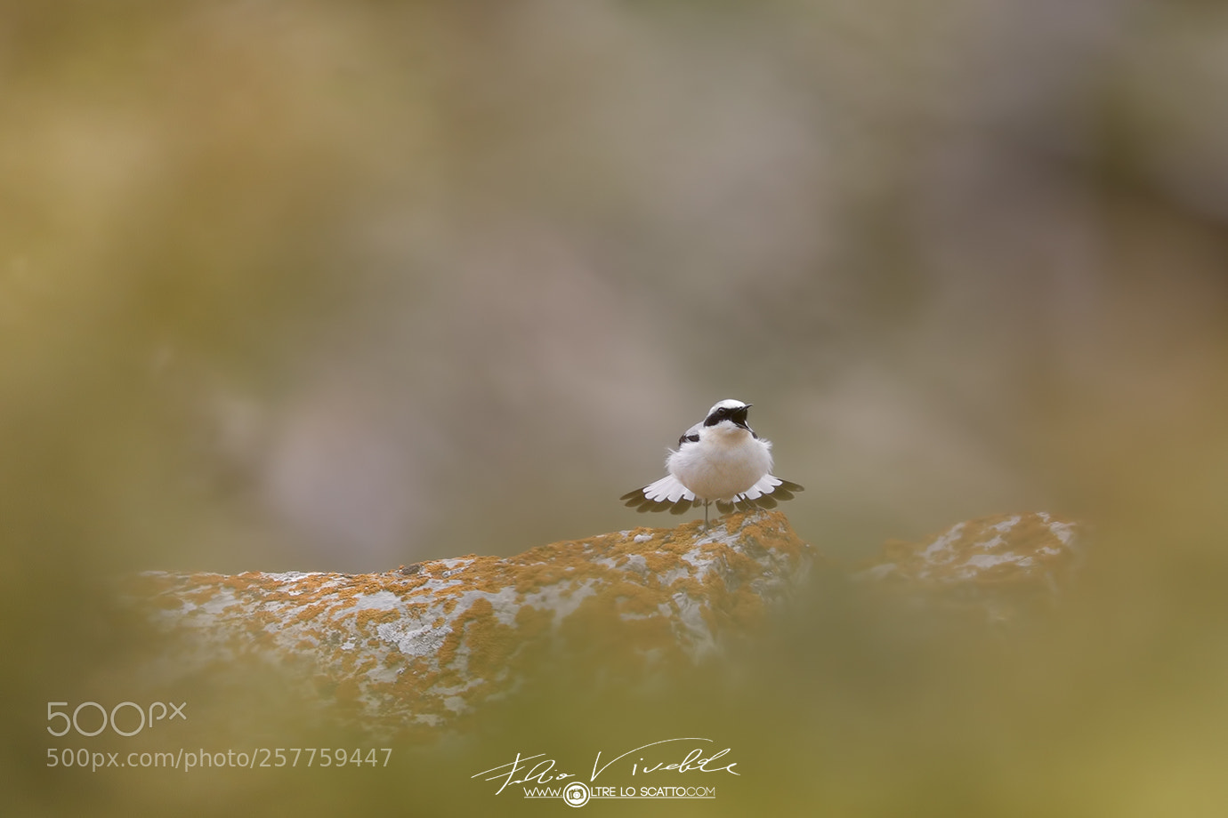 Canon EOS 5D Mark IV sample photo. Wheatear playing the muster photography