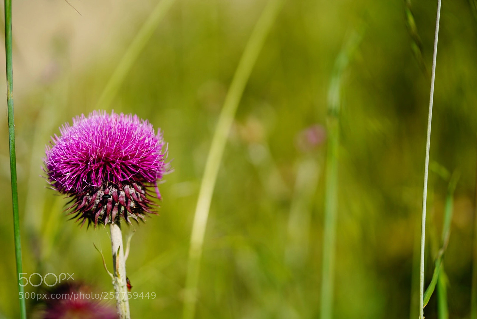 Sony a7R III sample photo. Untitled photography