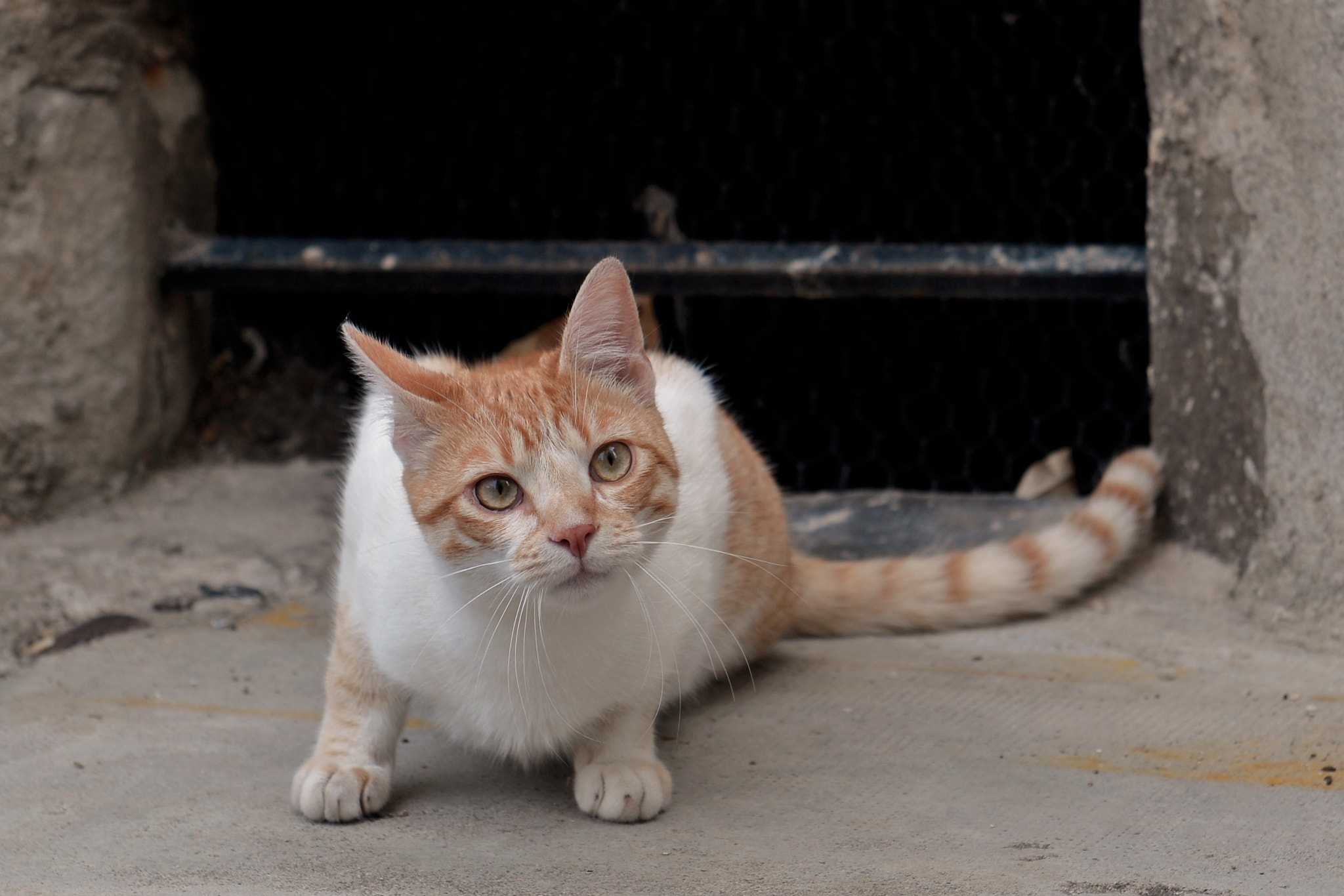 Nikon AF-S Nikkor 24-70mm F2.8G ED sample photo. Ready to pounce photography