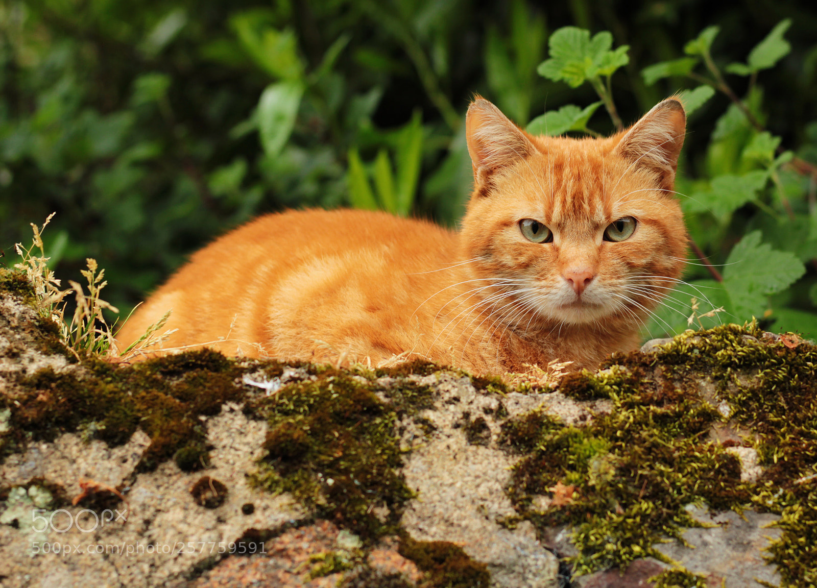 Canon EOS 550D (EOS Rebel T2i / EOS Kiss X4) sample photo. Chat roux photography