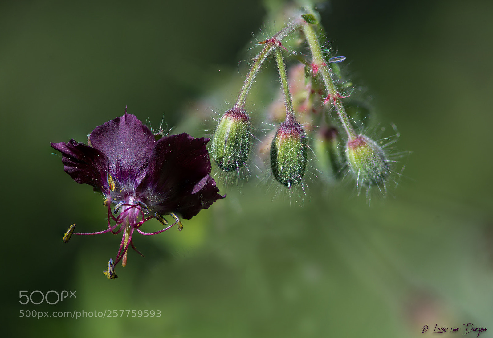 Nikon D610 sample photo. Geranium phaeum photography