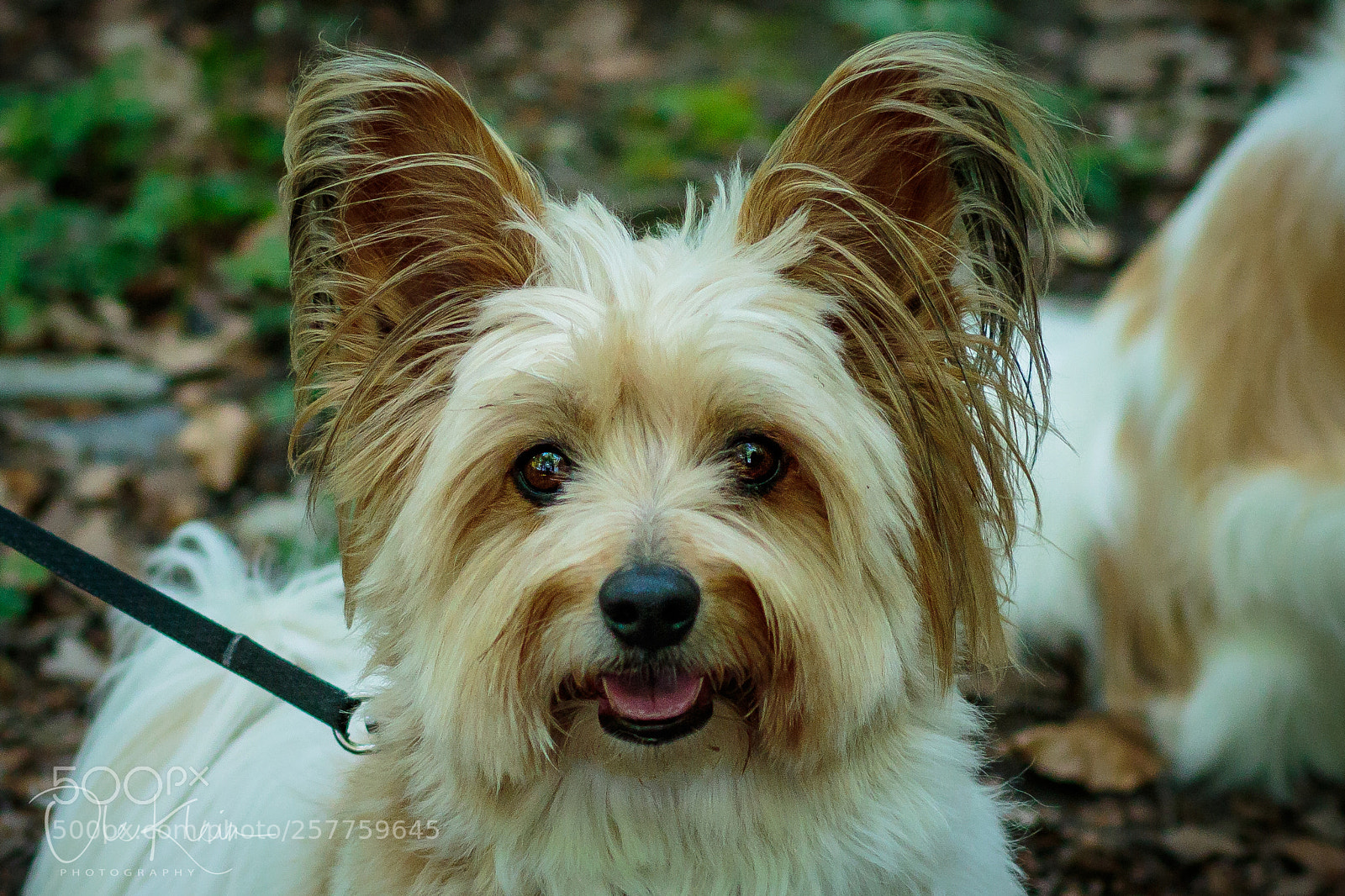 Canon EOS 7D Mark II sample photo. Cute little dog photography