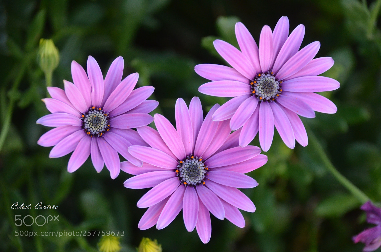 Nikon D5100 sample photo. Flores do meu jardim. photography