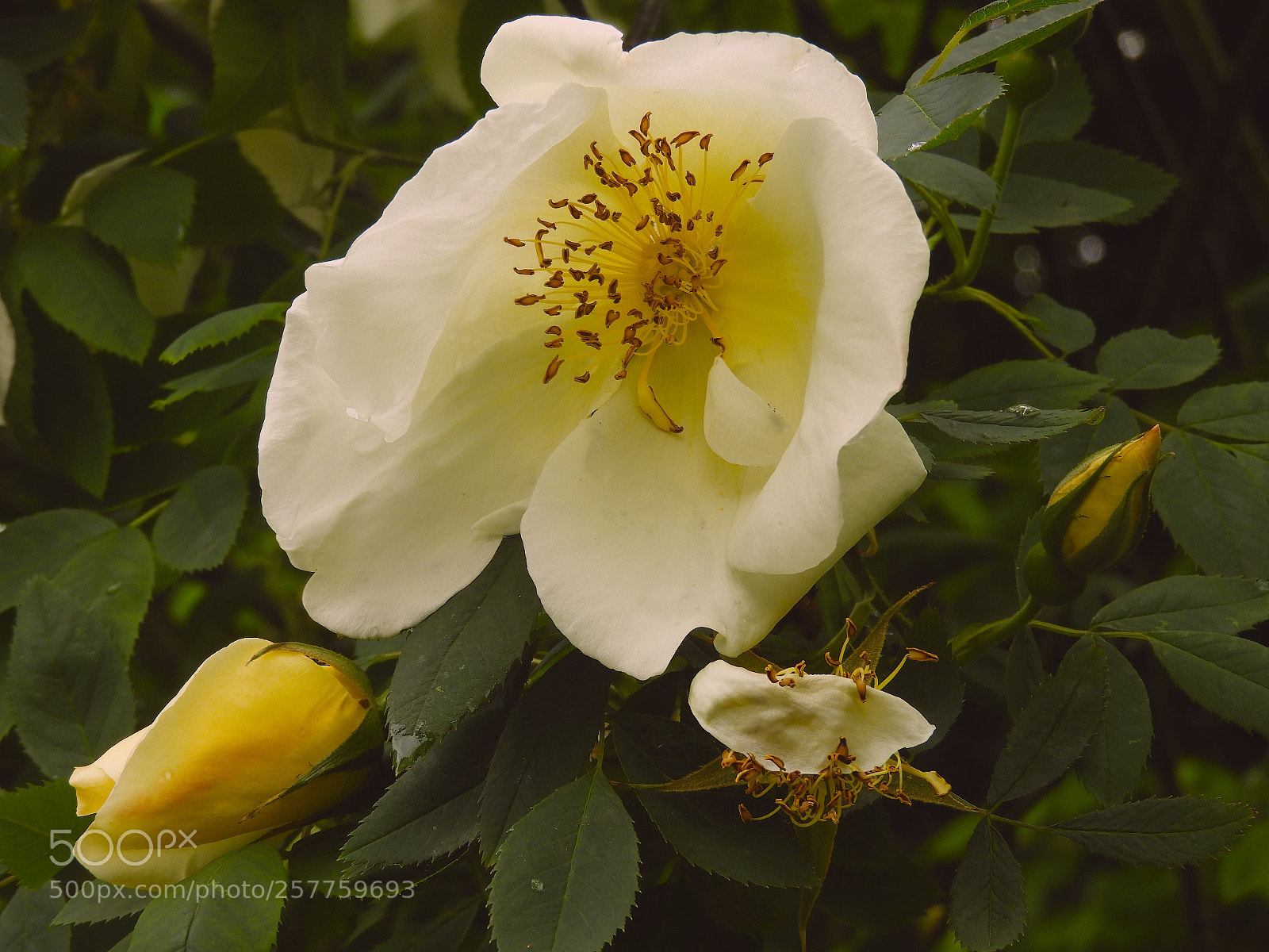 Nikon Coolpix B700 sample photo. Wild rose photography