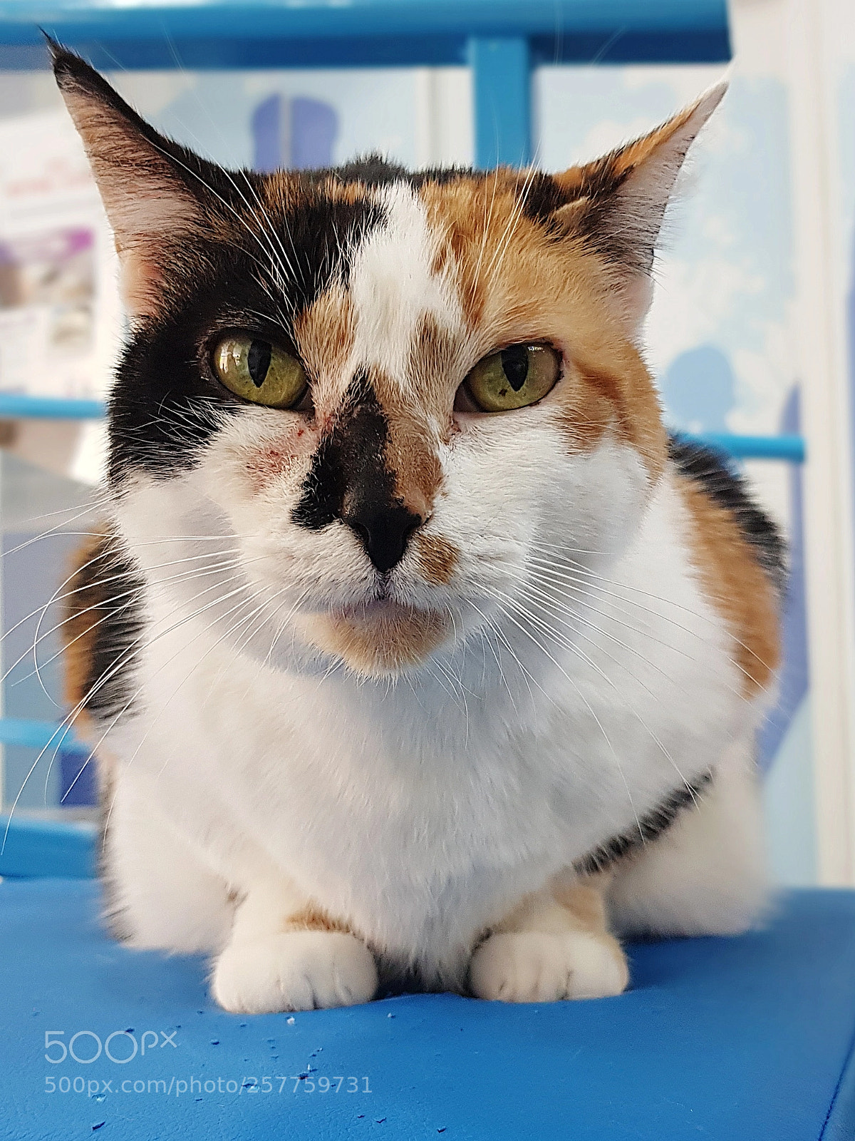 Samsung Galaxy S8 sample photo. Cat face photography