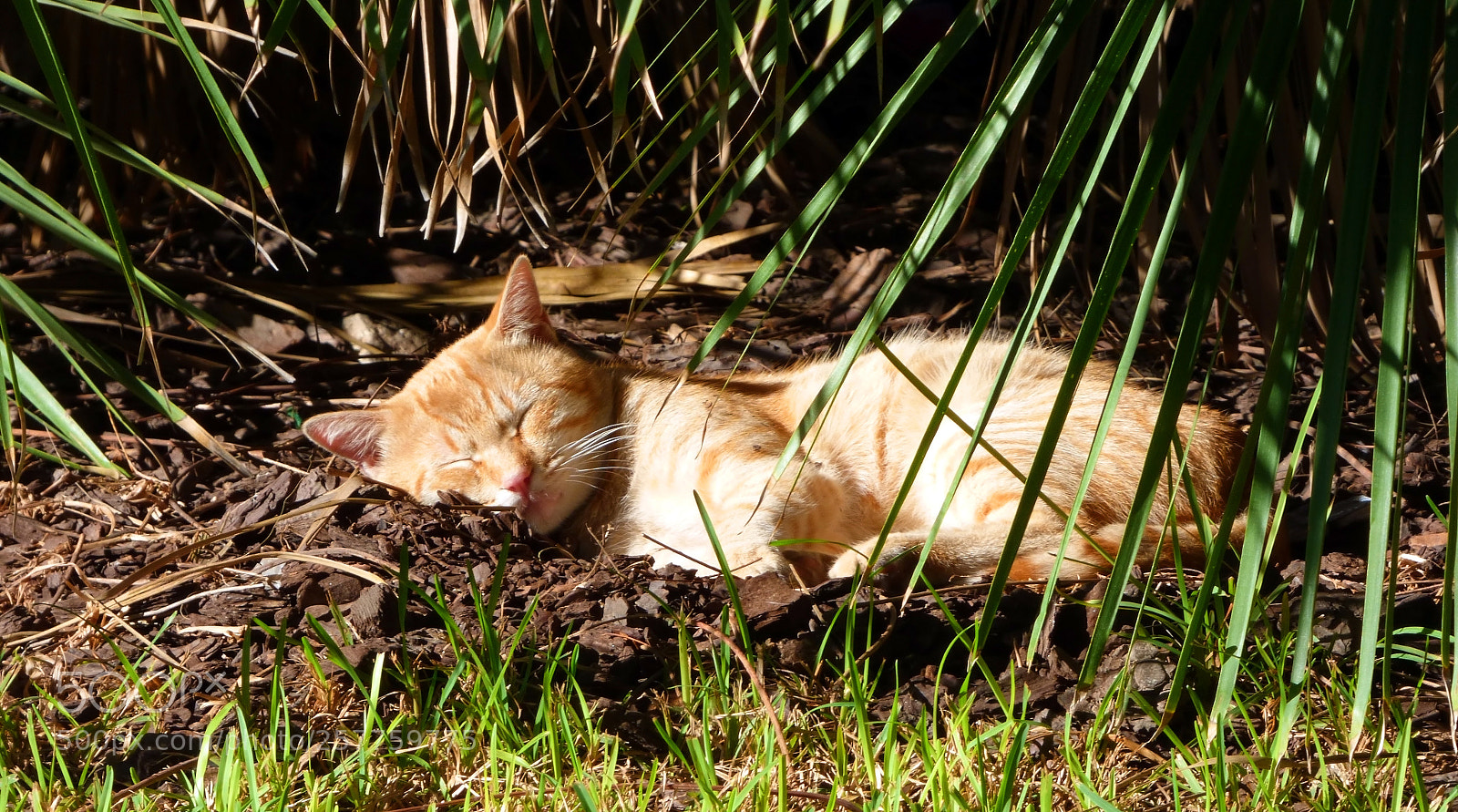 Panasonic DMC-FZ72 sample photo. Cat sleeping in the photography