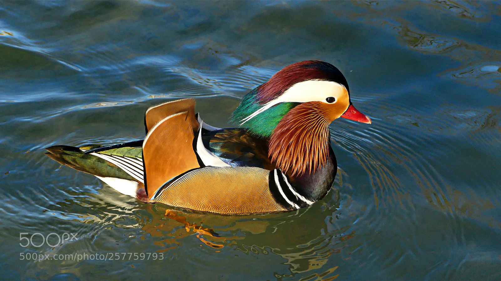 Panasonic Lumix DMC-FZ1000 sample photo. Ente leopoldskron photography