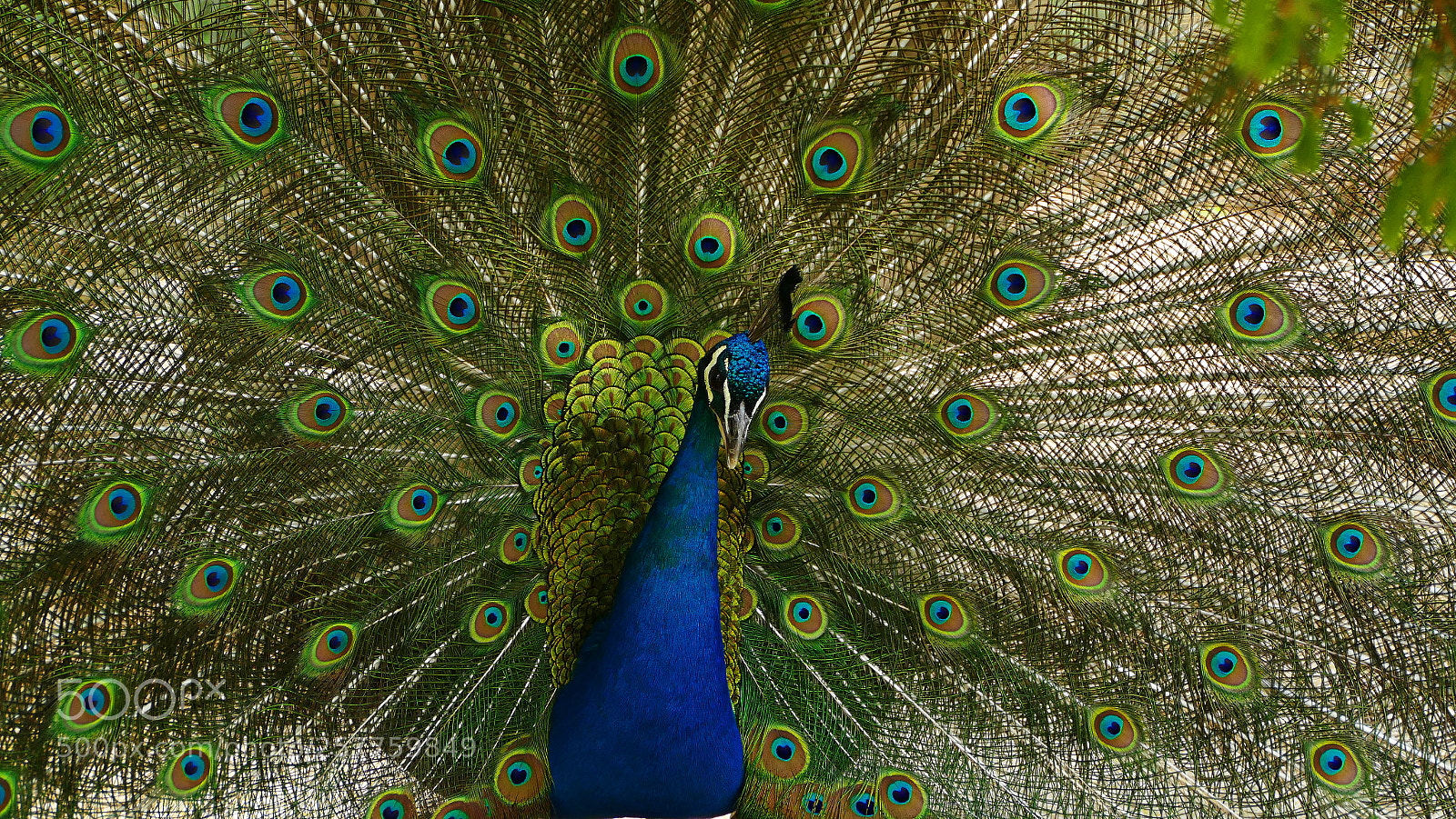 Panasonic Lumix DMC-FZ1000 sample photo. Pfau photography