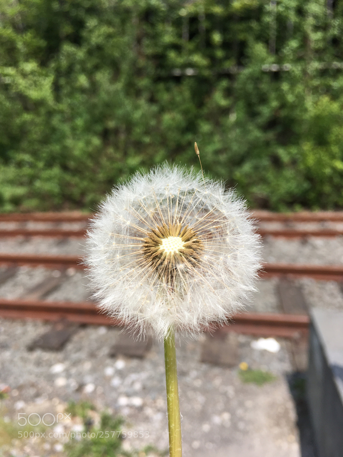 Apple iPhone SE sample photo. Untitled photography