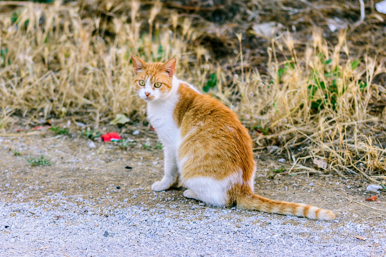 Nikon D7200 sample photo. Felix photography