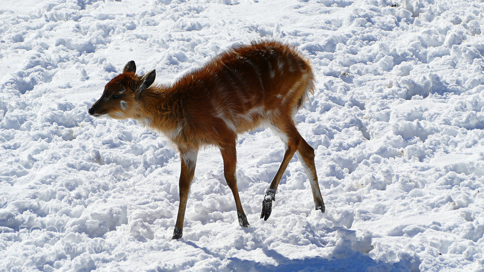 Panasonic Lumix DMC-FZ1000 sample photo. Sitatunga photography