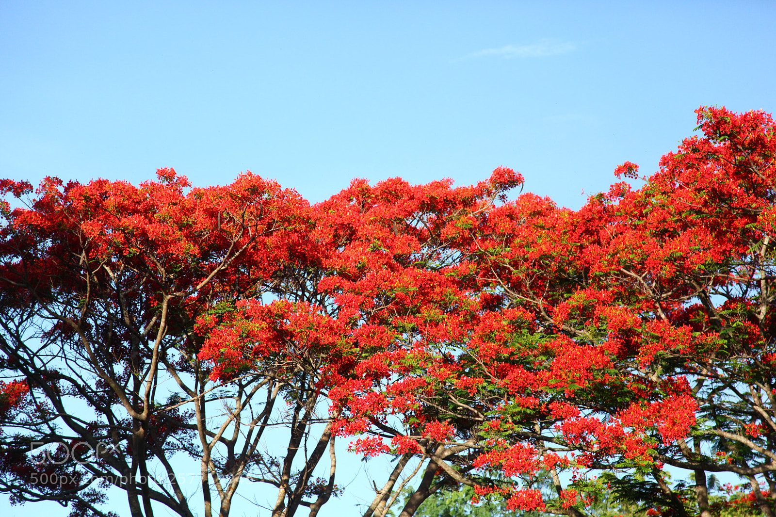 Canon EF 24-105mm F4L IS USM sample photo. Flame tree photography