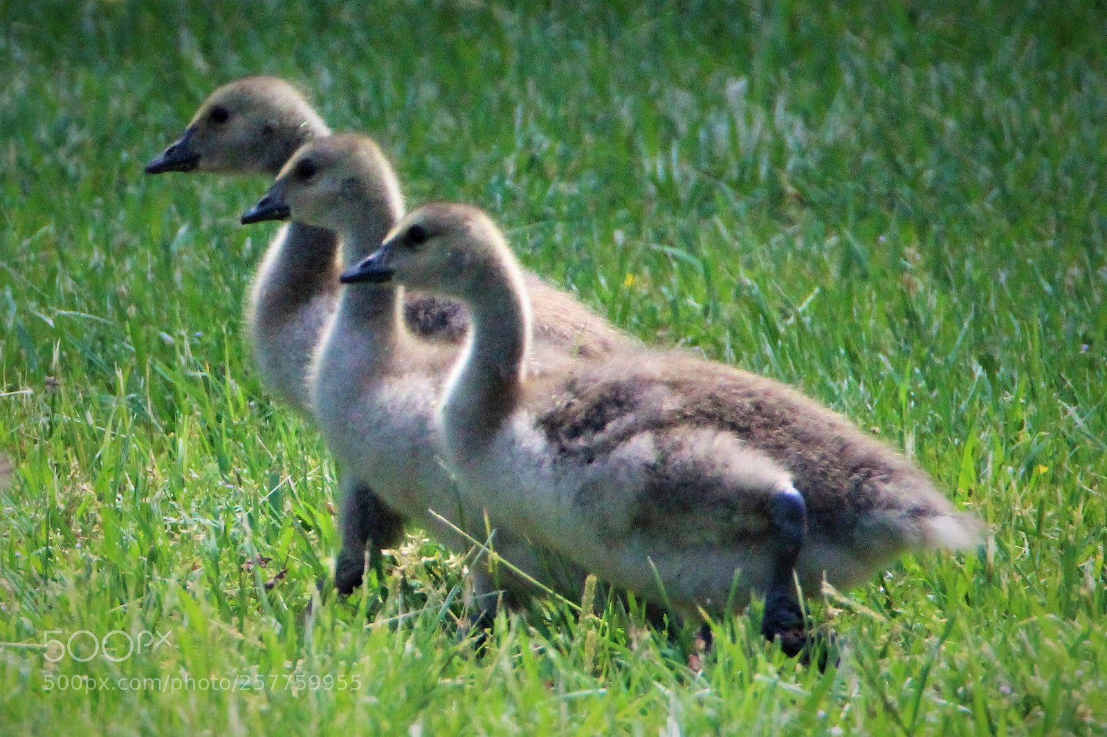 Canon EOS 1200D (EOS Rebel T5 / EOS Kiss X70 / EOS Hi) sample photo. Gosling gaggle photography