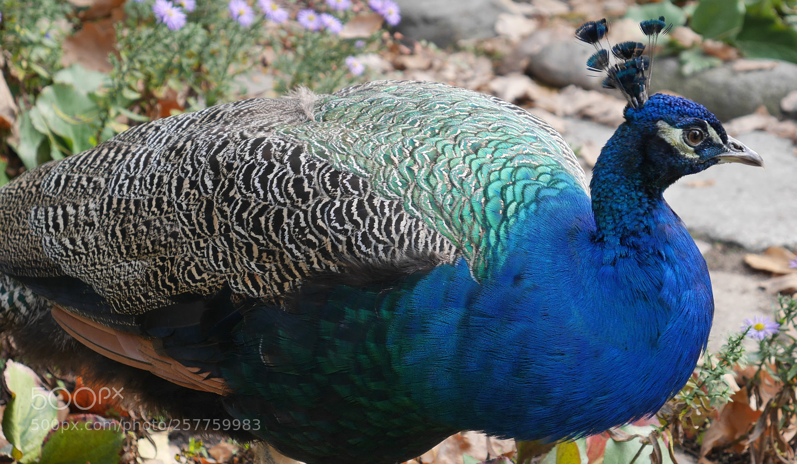 Panasonic Lumix DMC-GX7 sample photo. Peakcock photography
