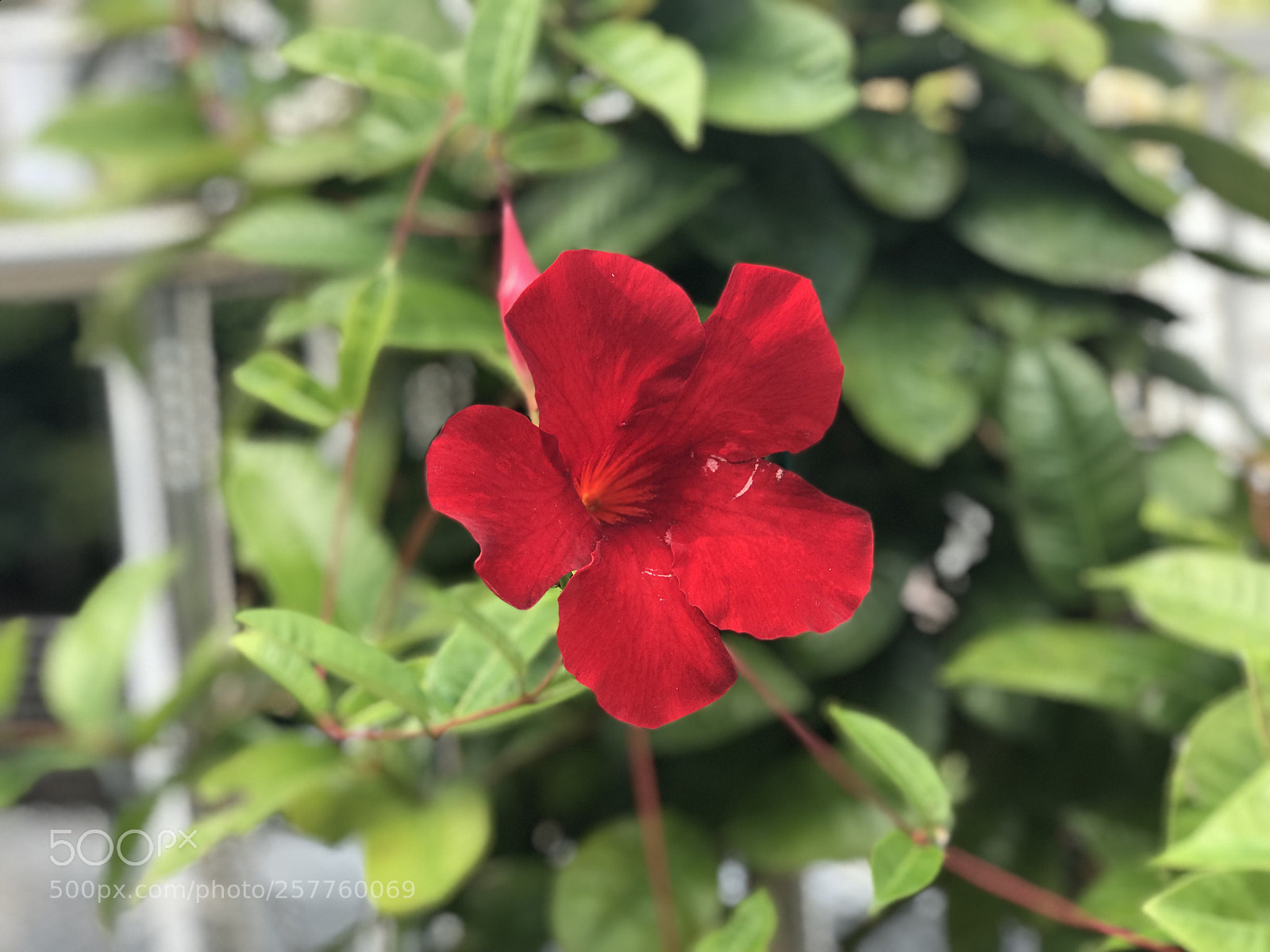 Apple iPhone 7 Plus sample photo. Hibiscus photography