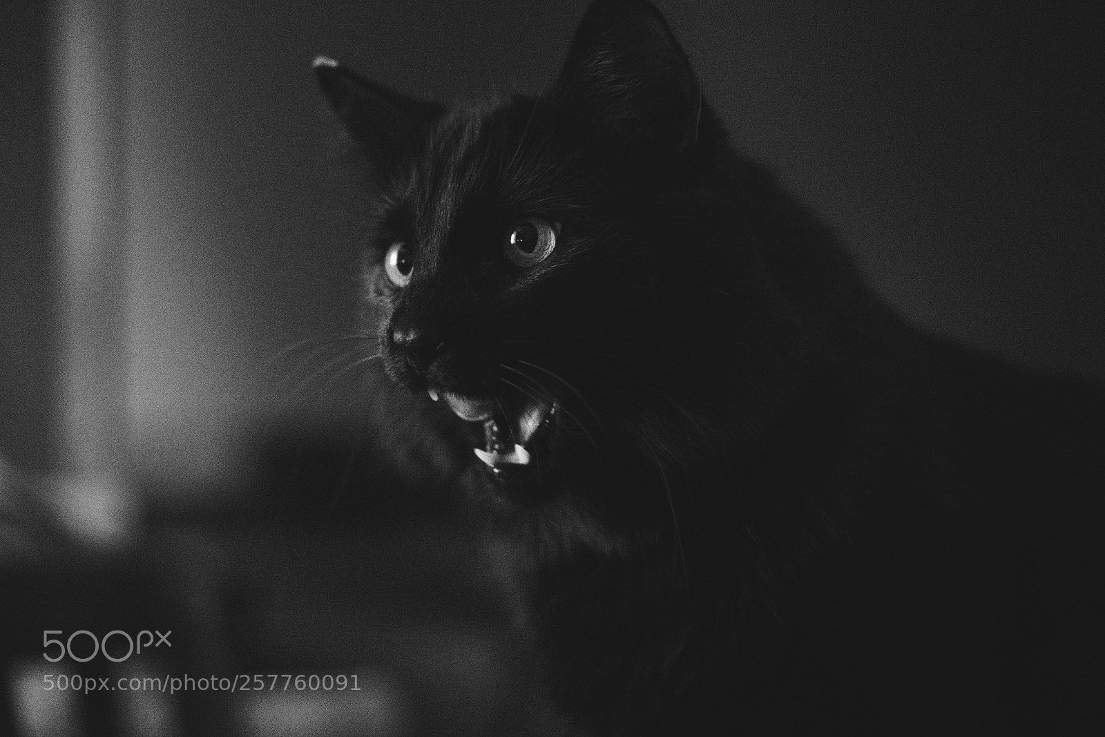Sony a7R II sample photo. Rarrrr photography