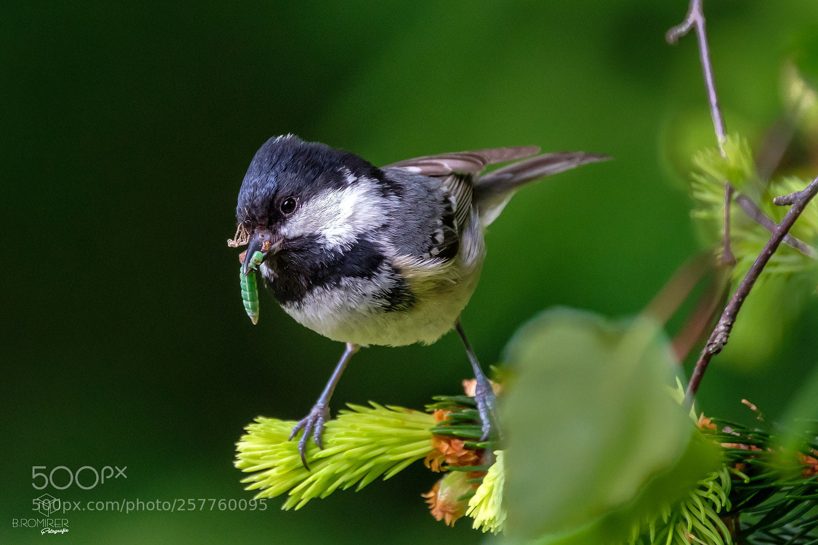 Fujifilm X-T2 sample photo. Periparus ater photography