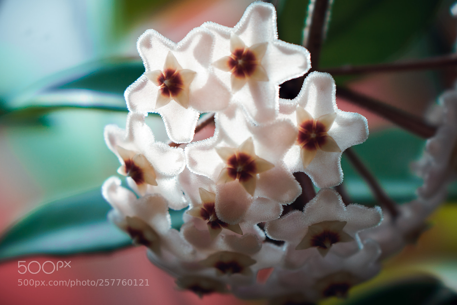 Sony a7R II sample photo. Stars photography