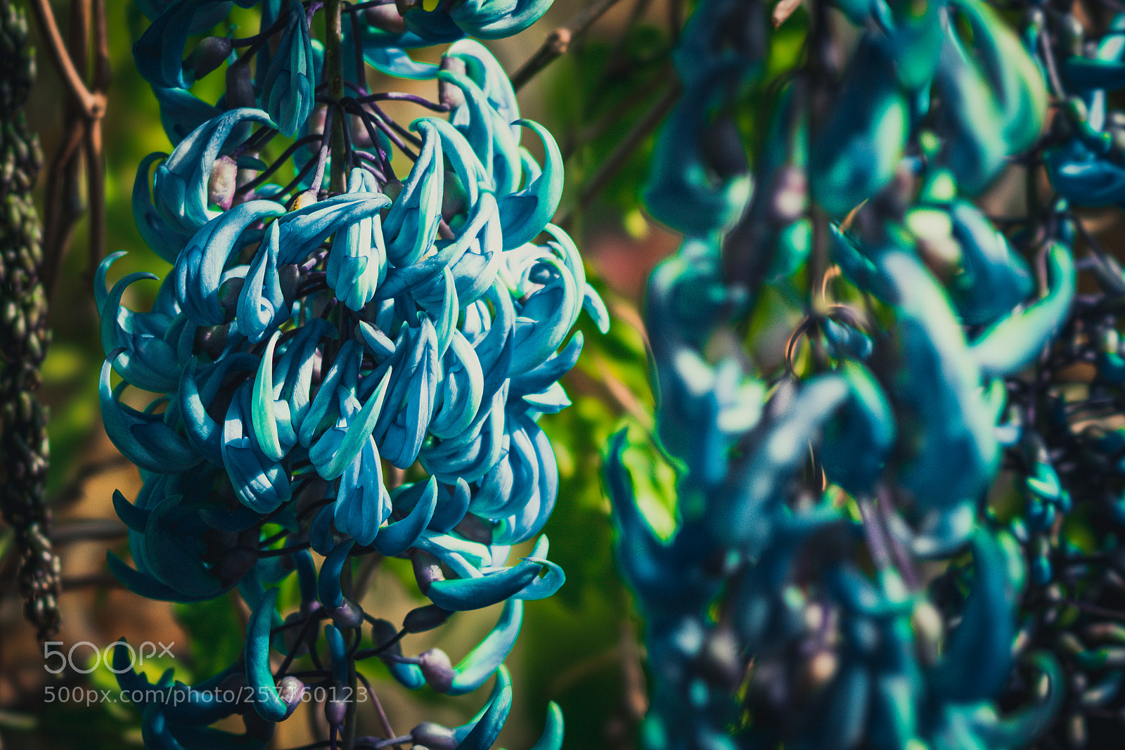 Sony a7R II sample photo. Blue plant photography