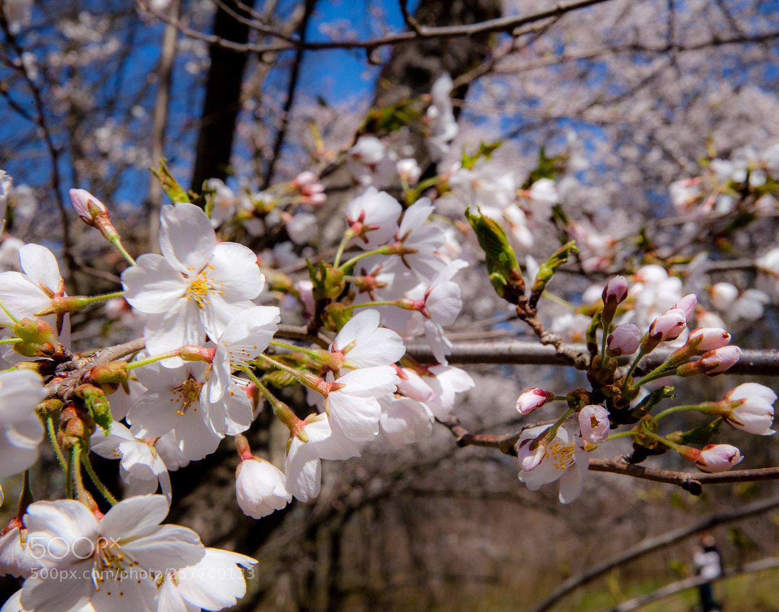 Canon EOS 5D Mark II sample photo. Mg photography