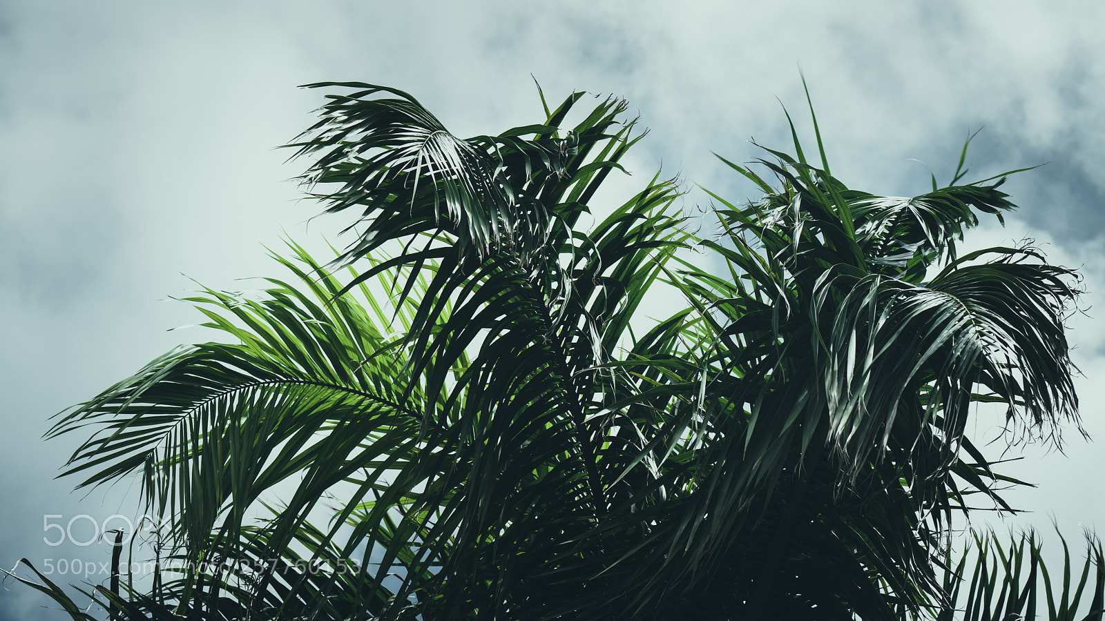Sony a7R II sample photo. Relax photography