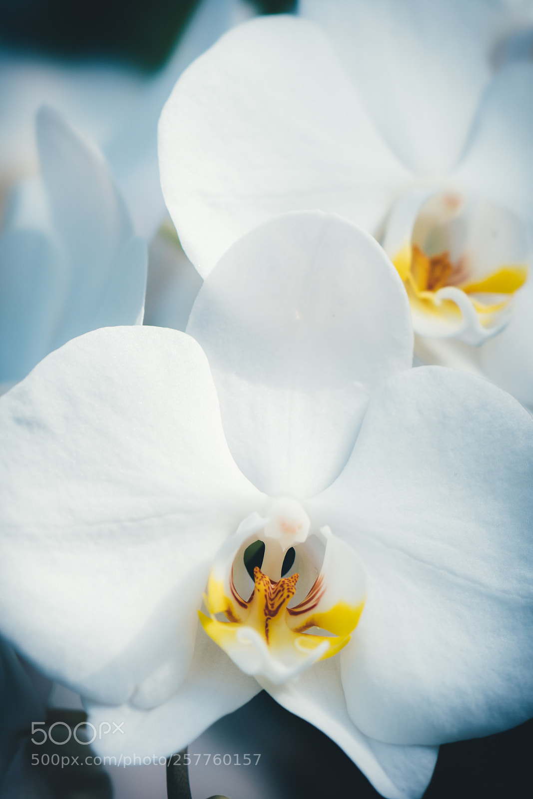 Sony a7R II sample photo. Orchid photography