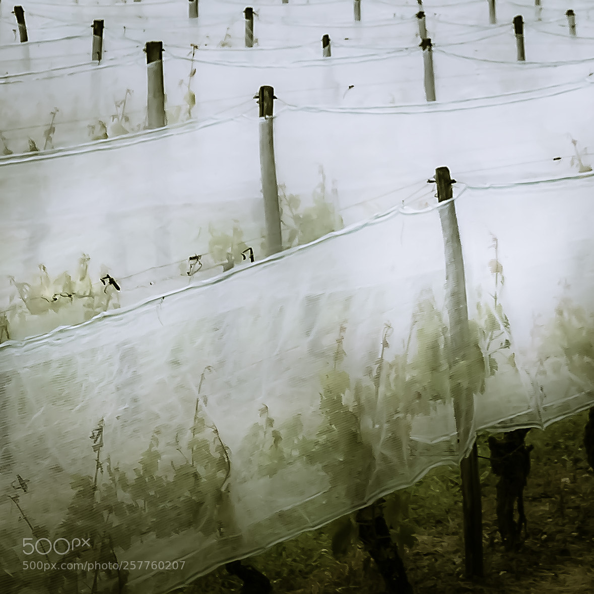 Leica D-Lux (Typ 109) sample photo. Vineyard photography