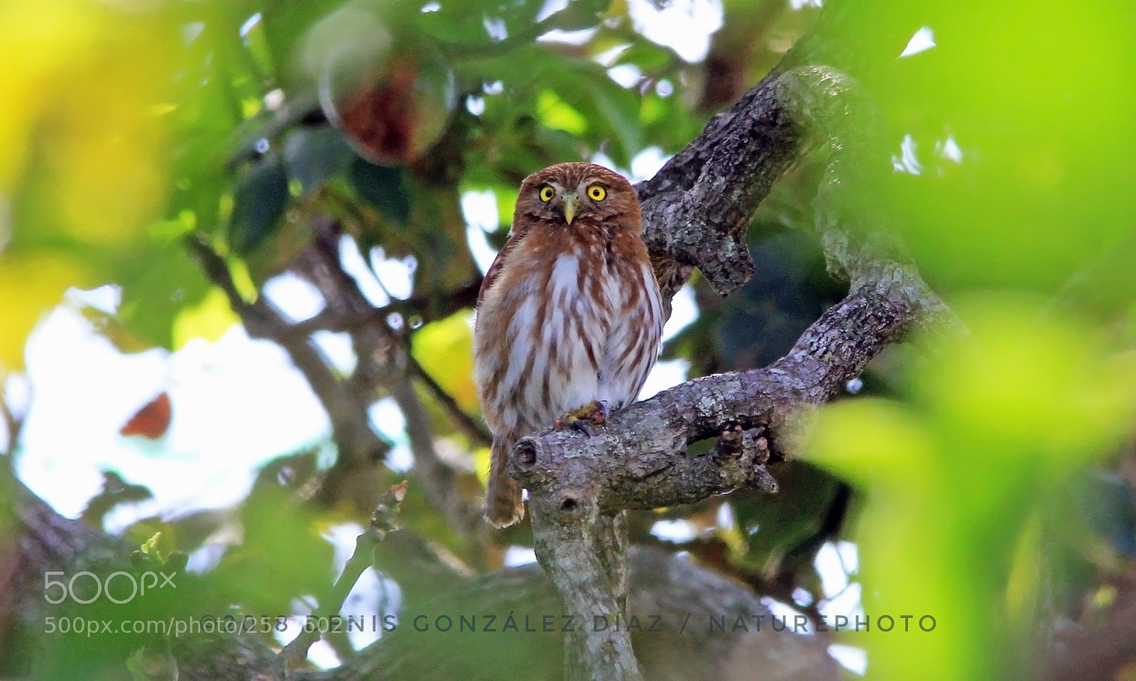 Canon EOS 60D sample photo. Ferruginous pygmy owl photography