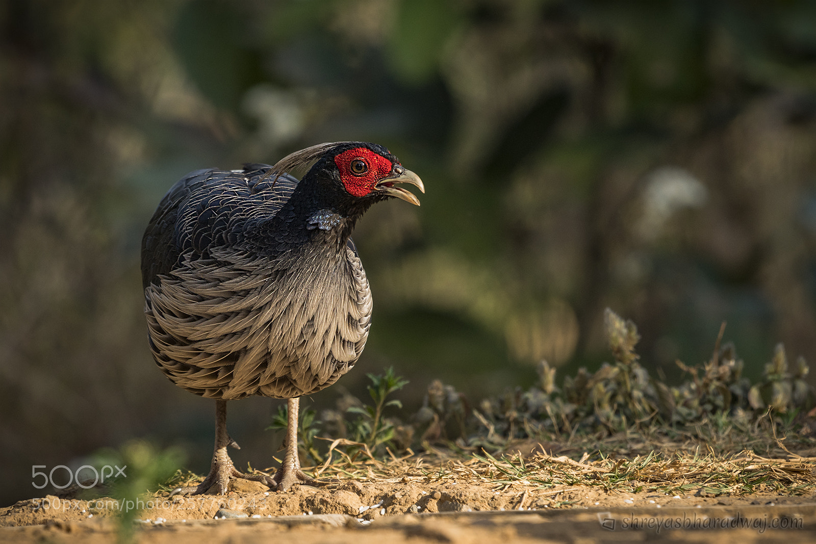 Nikon D500 sample photo. Kalij pheasant (male) photography