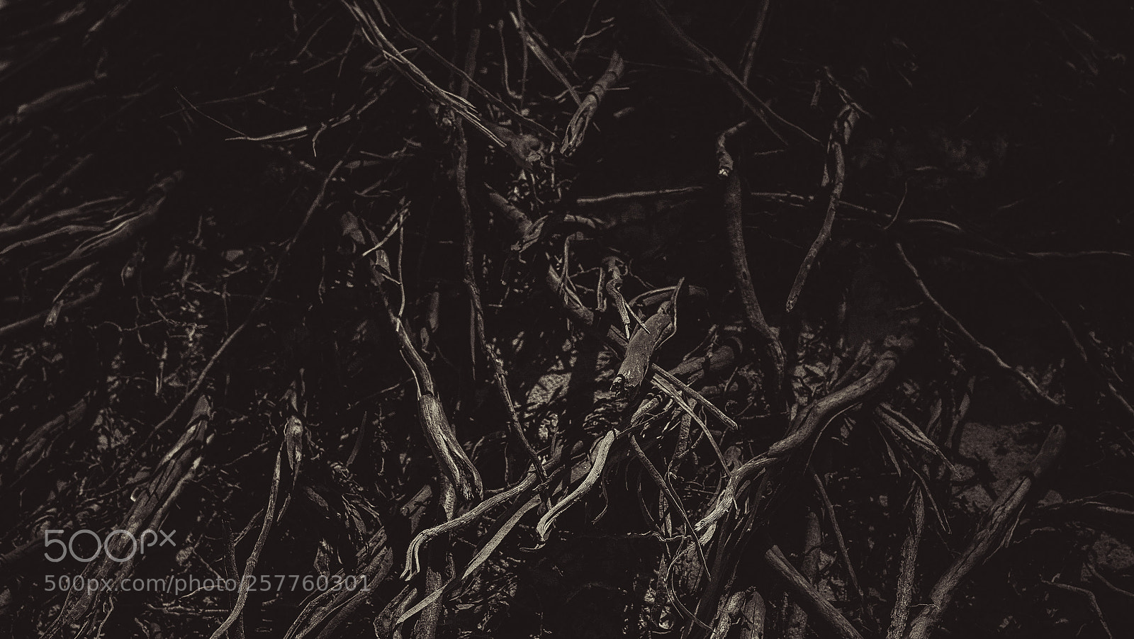 Sony a7R II sample photo. Veins photography