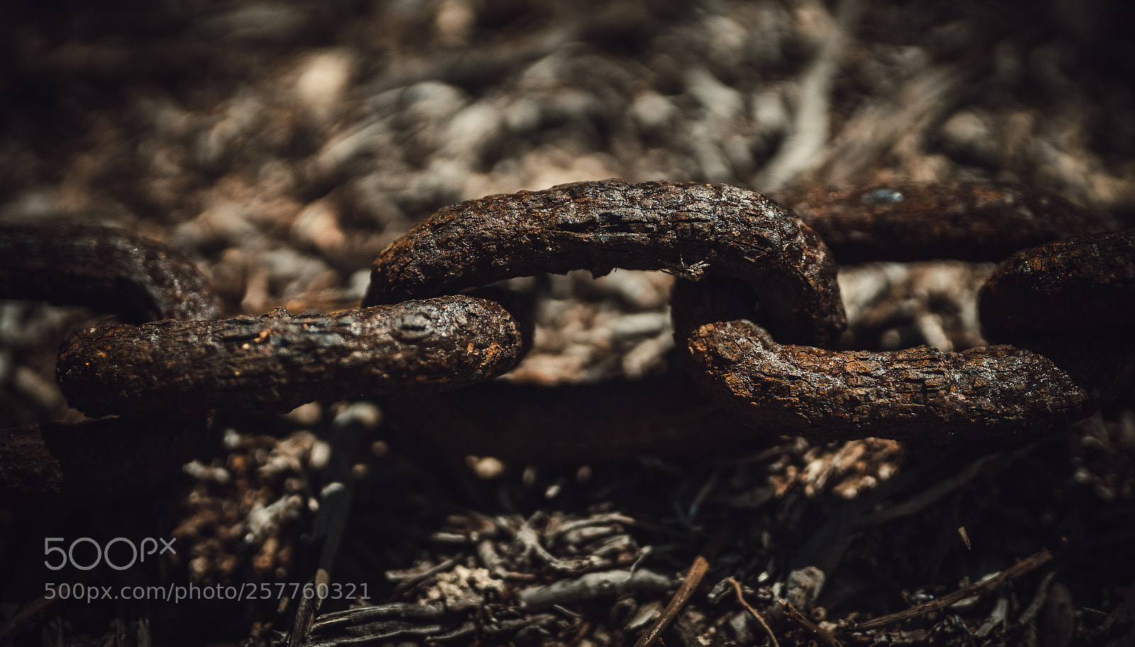 Sony a7R II sample photo. A man chooses, a photography