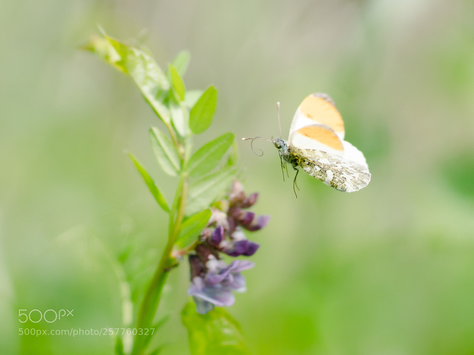 Sony a6500 sample photo. Butterflight photography