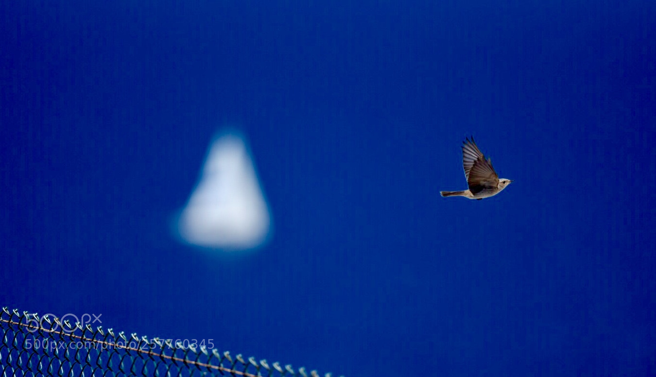 Nikon D750 sample photo. Fly with the wings photography