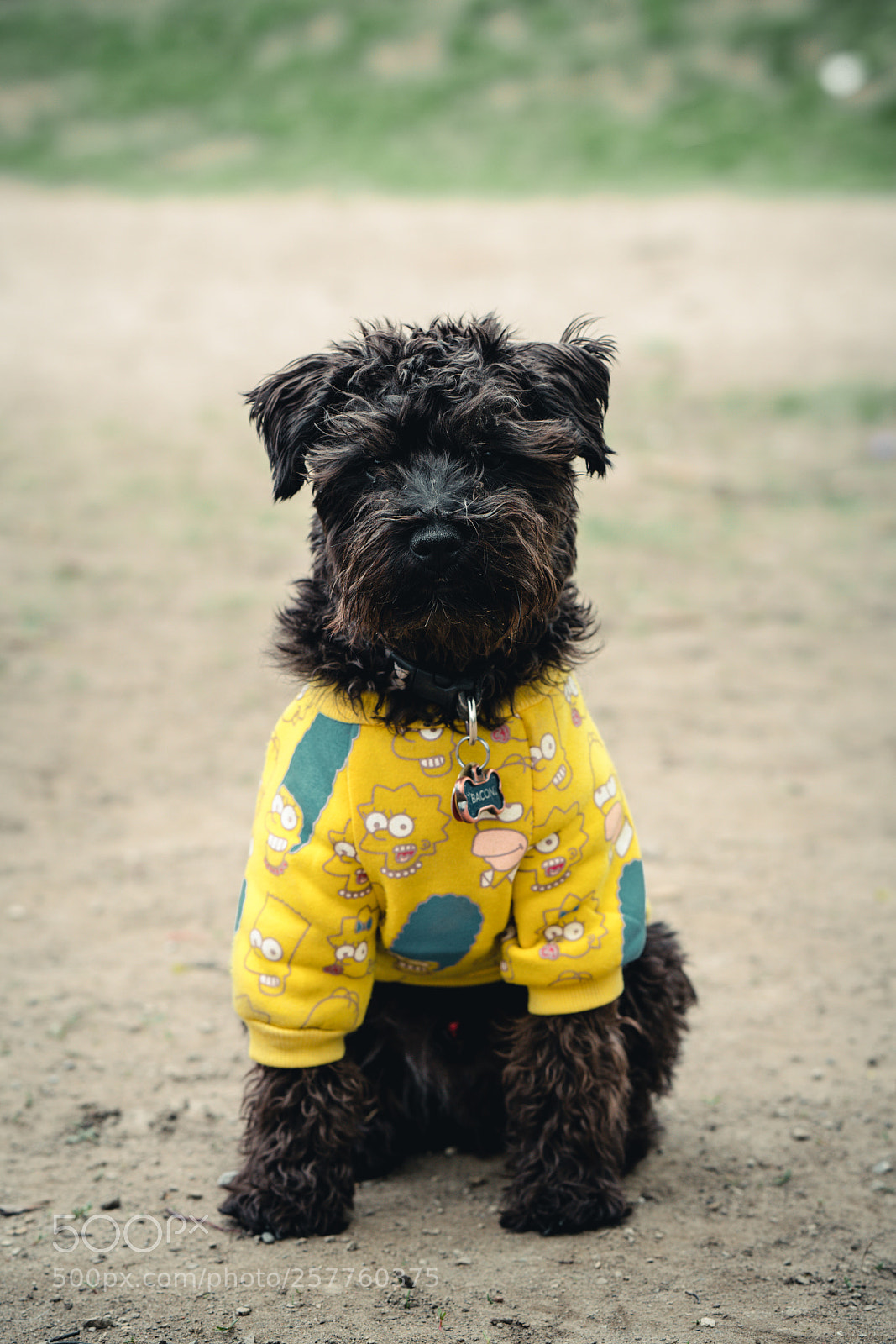 Sony a7R II sample photo. Bacon the doggers photography